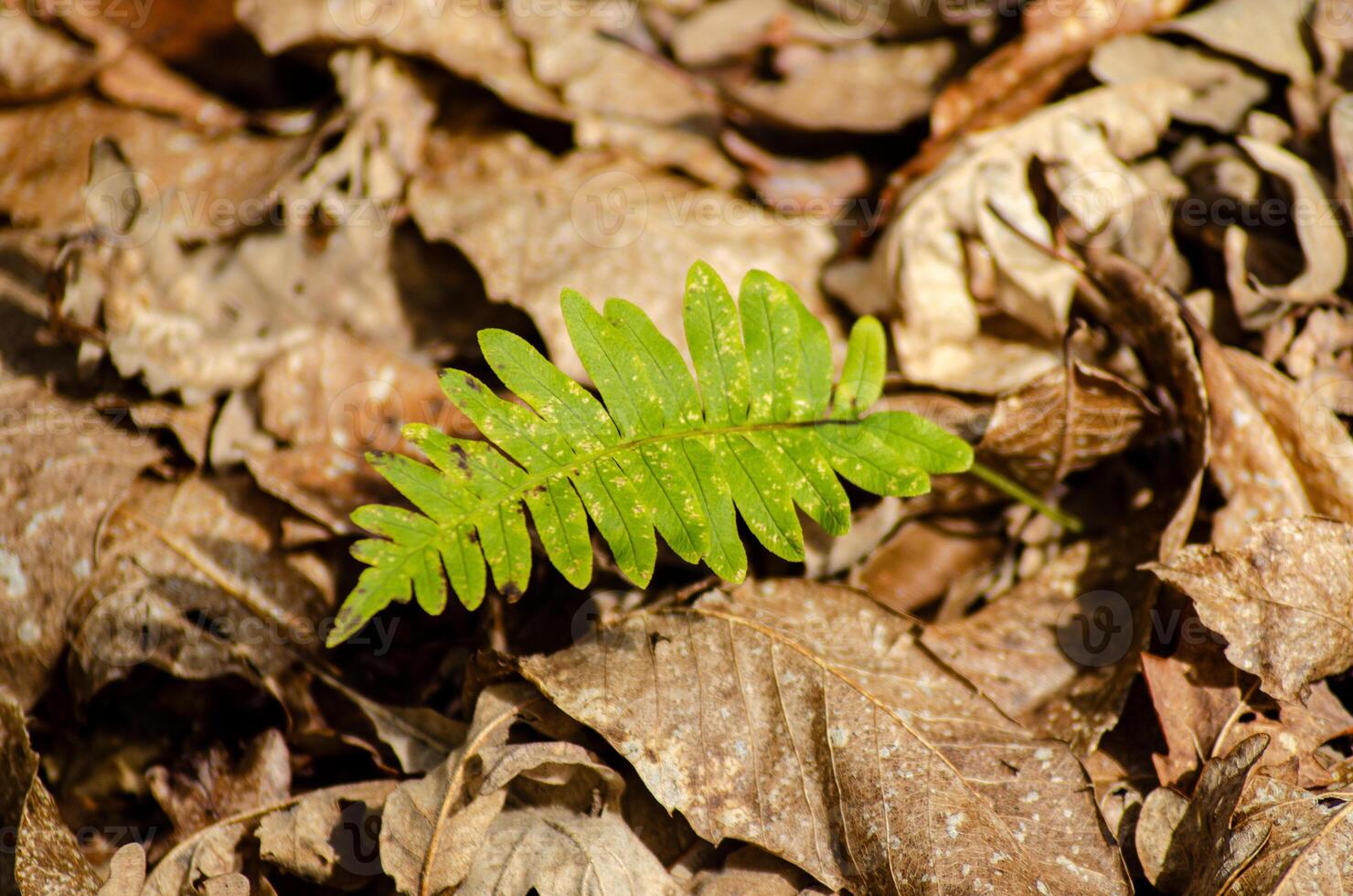 Vibrant green leaf stands out from a background of dry leaves. photo