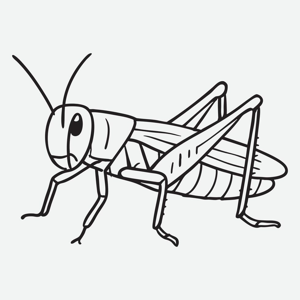 Outline grasshopper insect illustration entomology vector