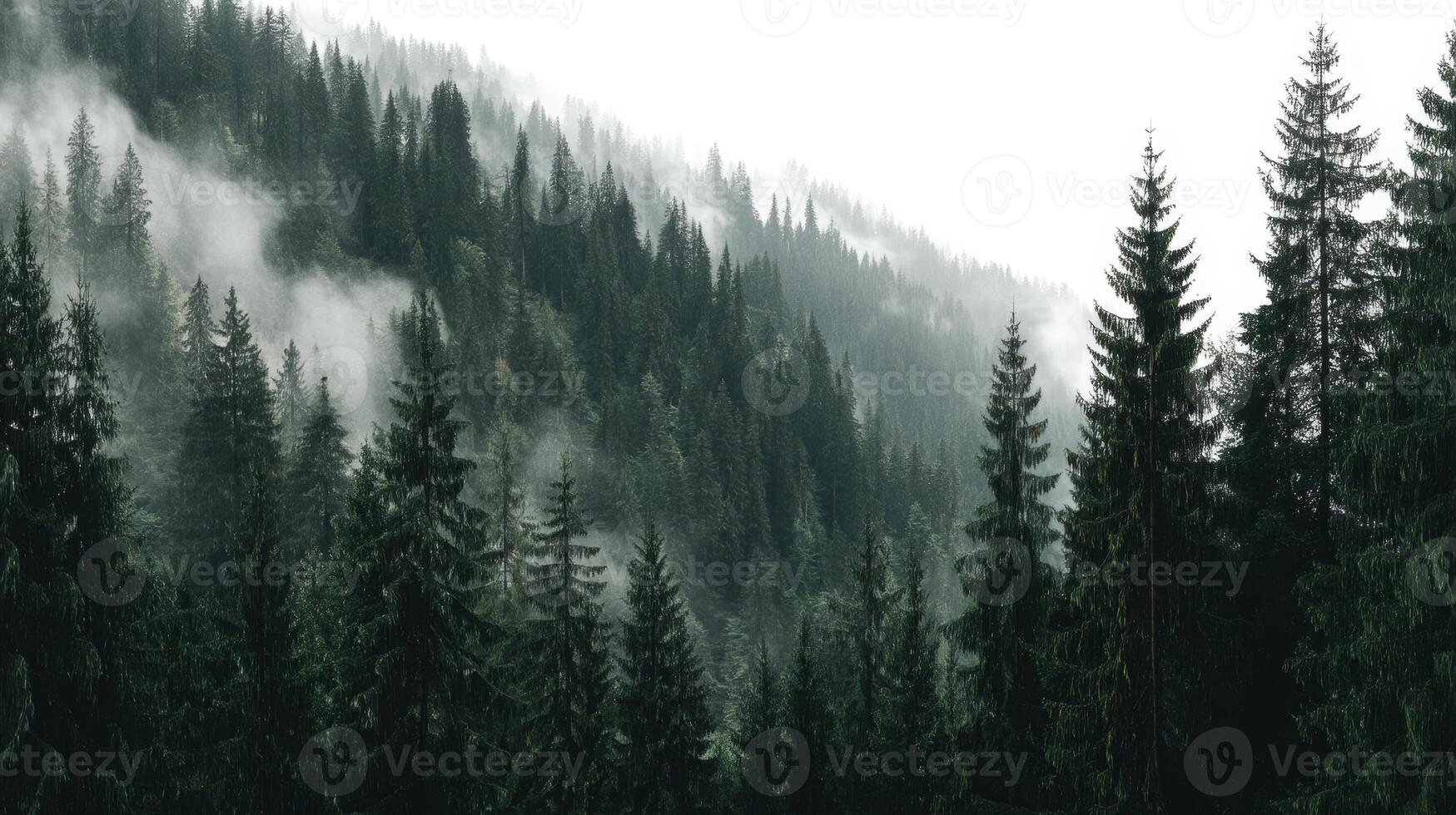 Lush Green Forest Landscape with Mist and Fog Rolling Over Evergreen Trees in Mountainous Region photo