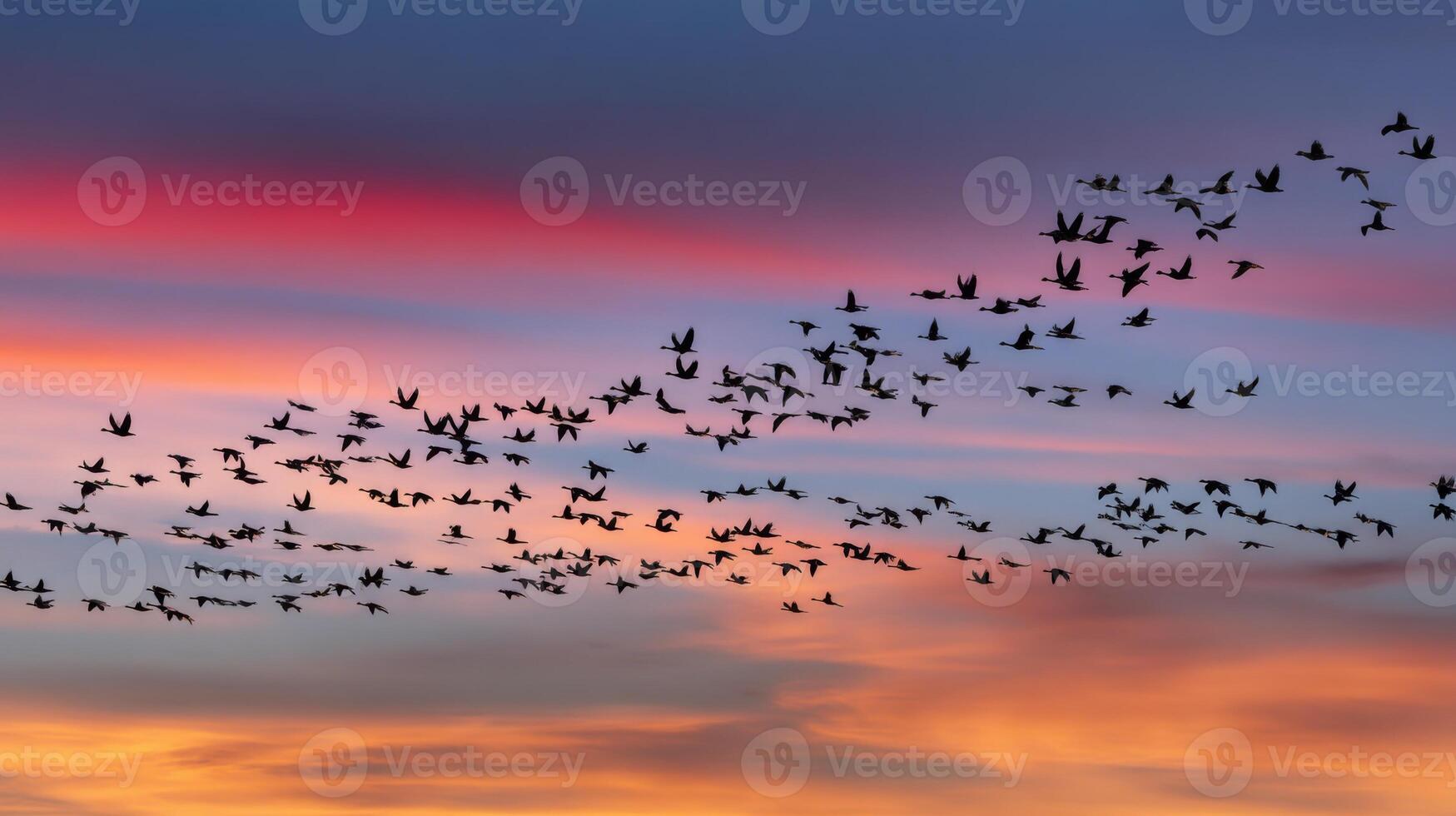 Flock of Birds Flying Across a Colorful Twilight Sky with Vibrant Shades of Orange, Pink, and Purple photo