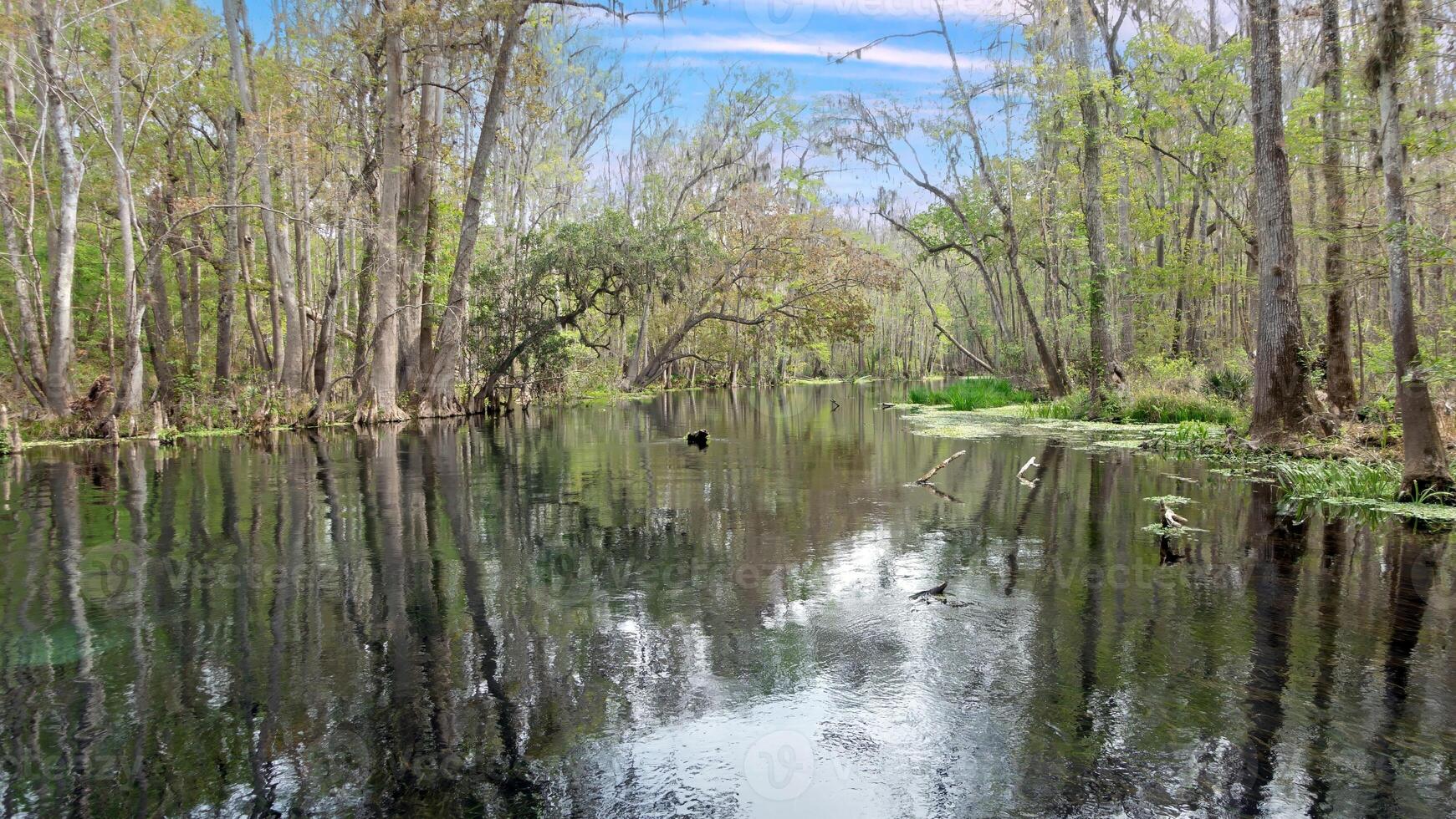 Clear swamp river through forest in national park photo
