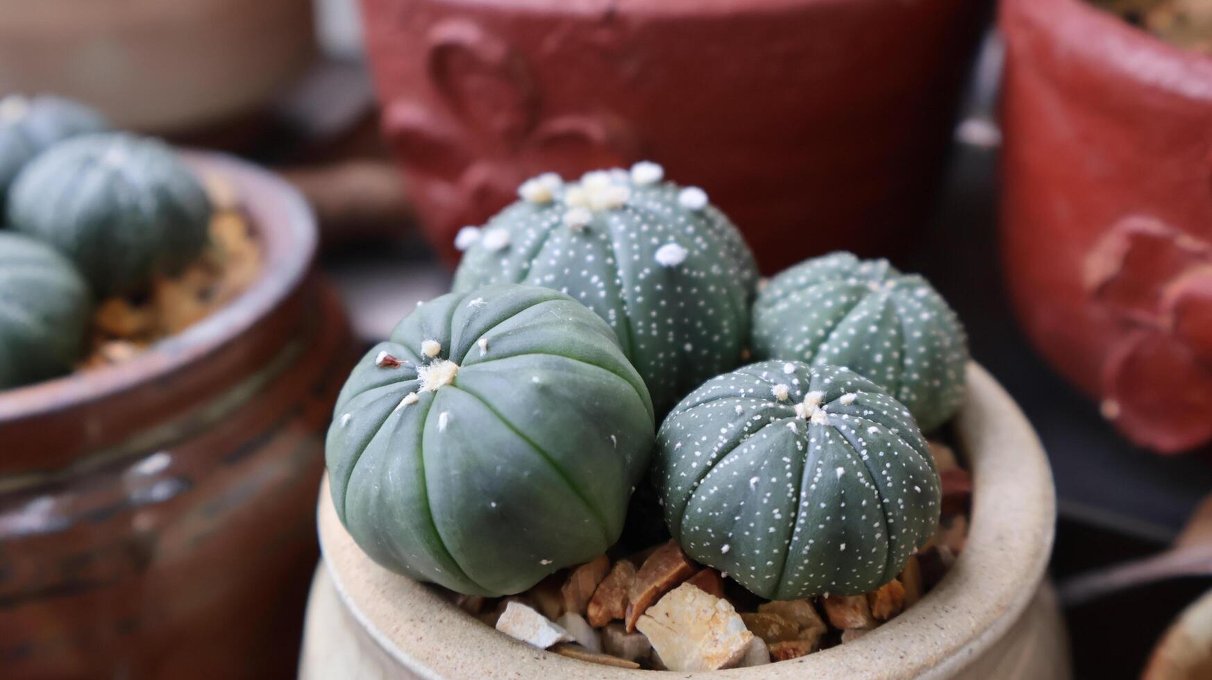 Astrophytum Myriostigma Cactus in a plant pot photo