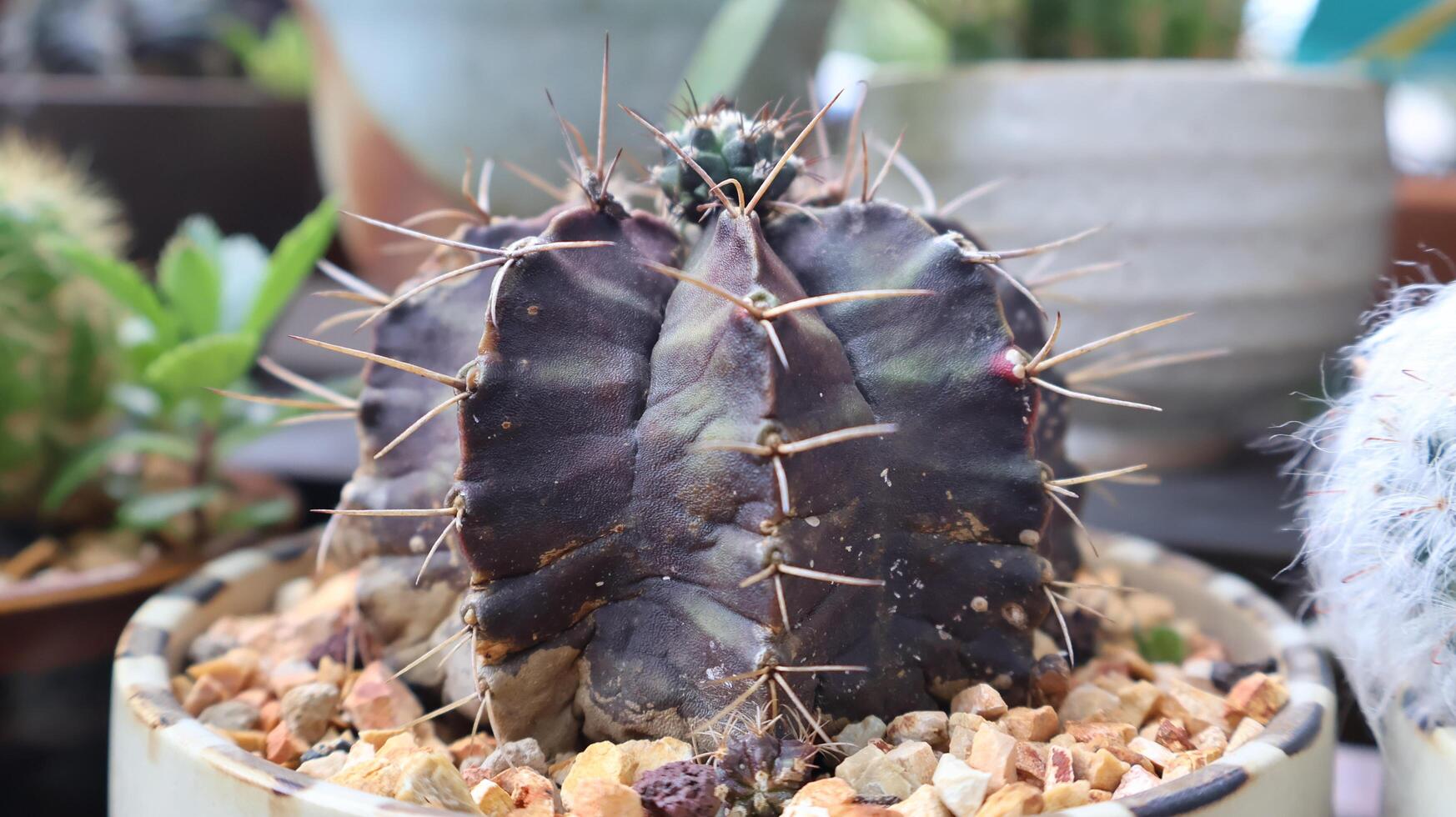 Dark-Spined Gymnocalycium Cactus in a Pot photo
