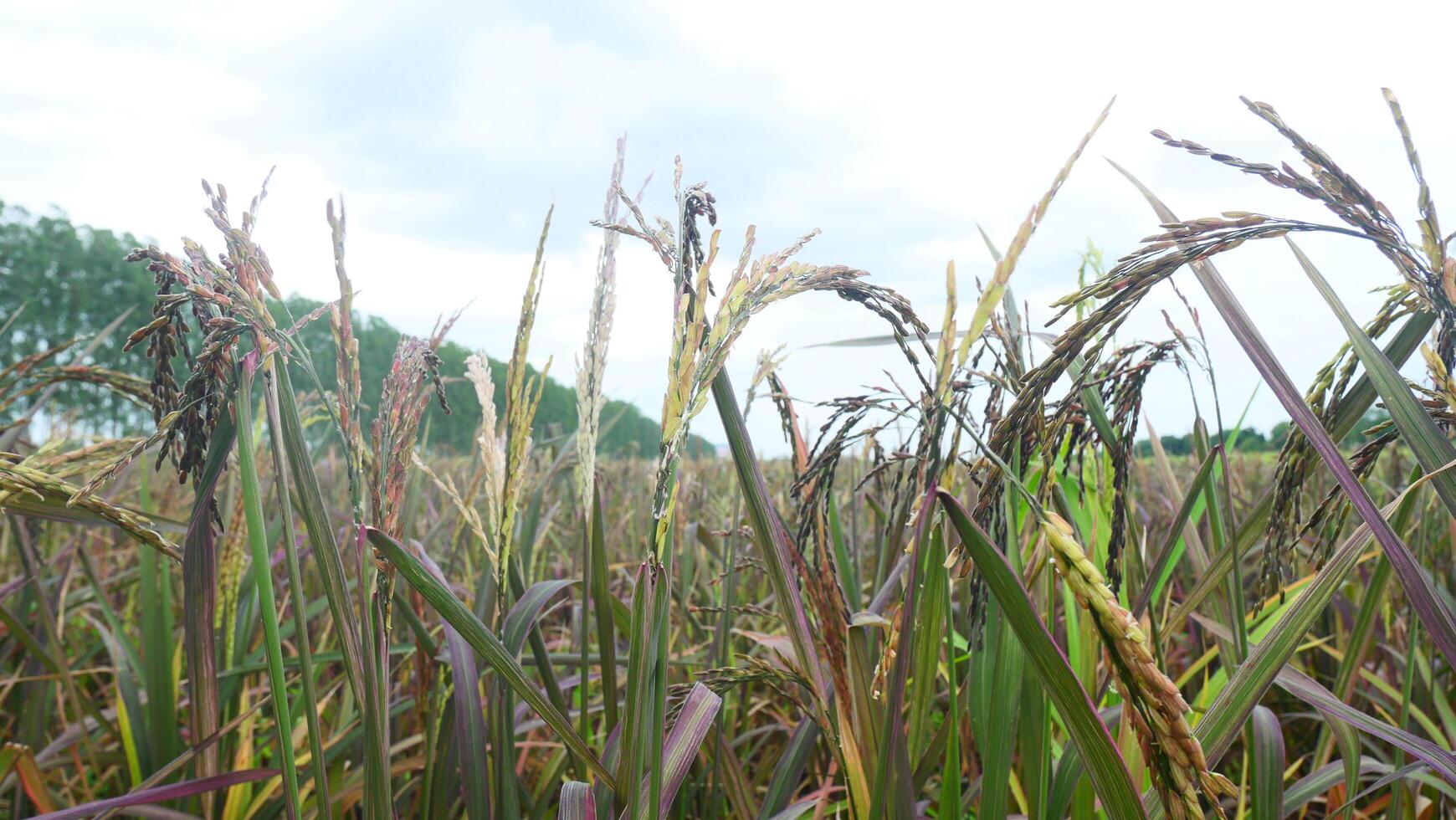 brown rice grains in a farm photo