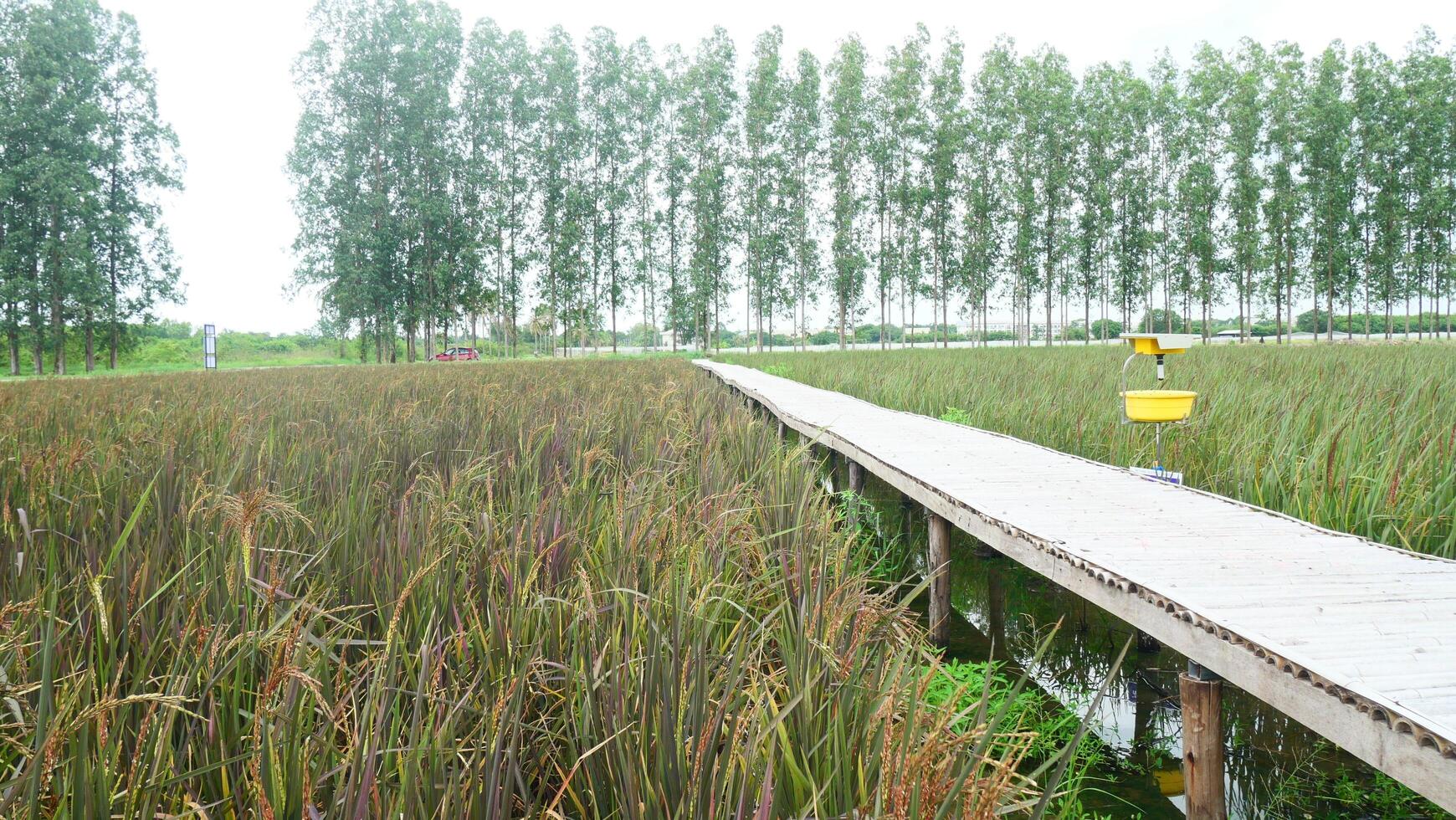 Wooden Walkway Through Golden Rice Fields photo