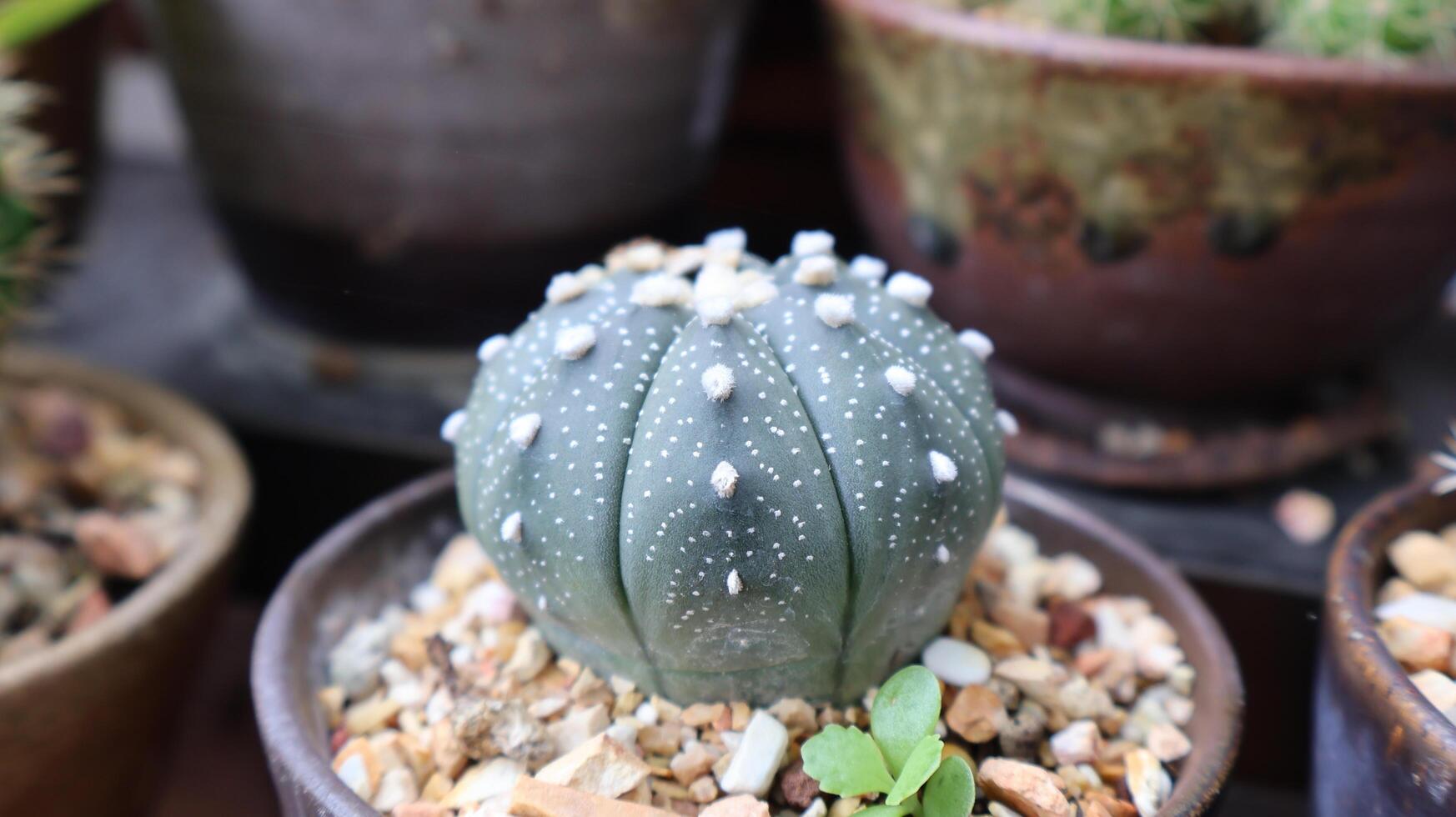 Astrophytum Myriostigma Cactus Collection photo