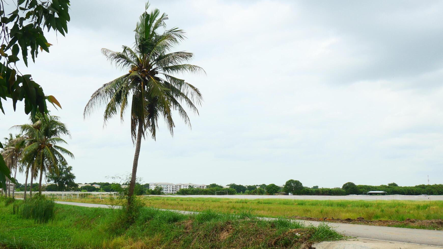 Coconut Palms and Green Fields Under a Cloudy Sky photo