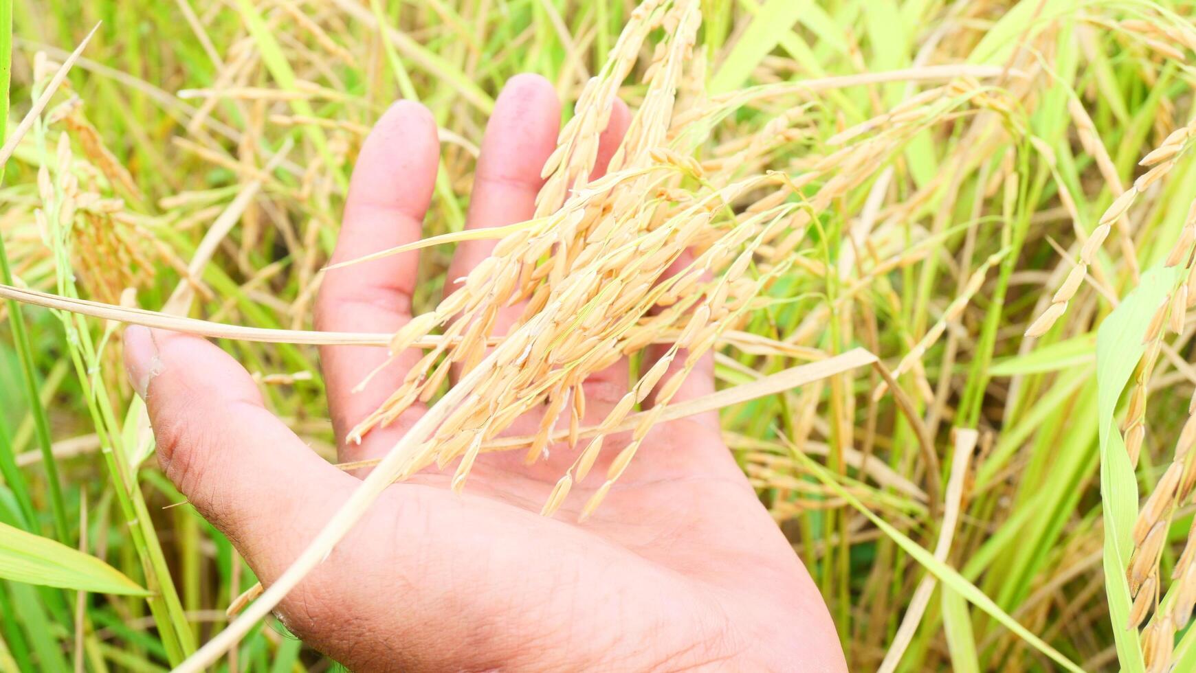 hand holding ear of rice photo