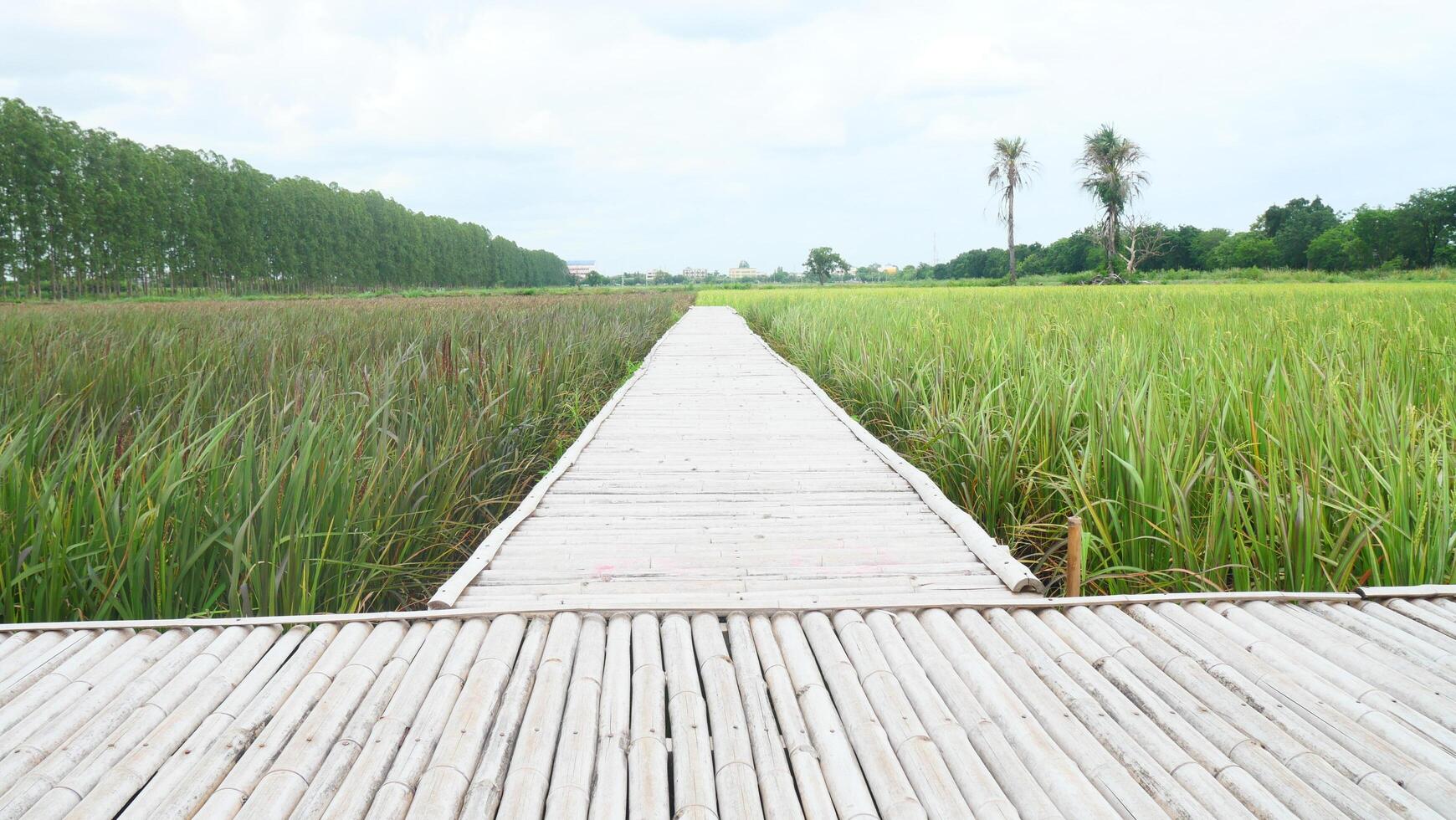 A Bridge Over Lush Green Rice Fields photo