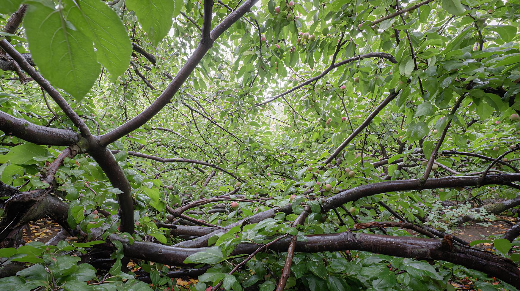 Lush Green Branches Laden with Small Red and Green Fruits After Rain. photo