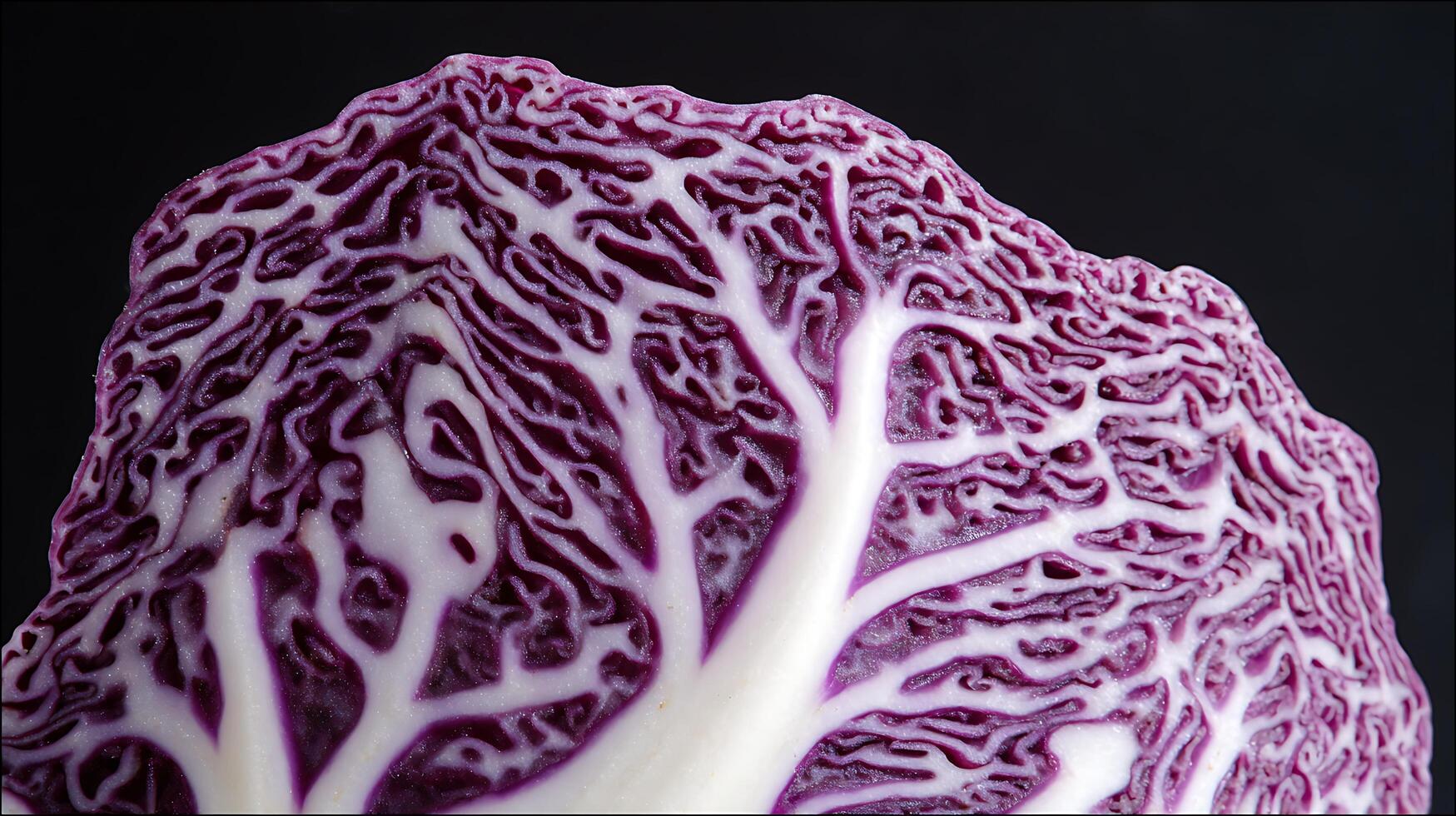Macro View of Red Cabbage Leaf Texture and Veins. photo