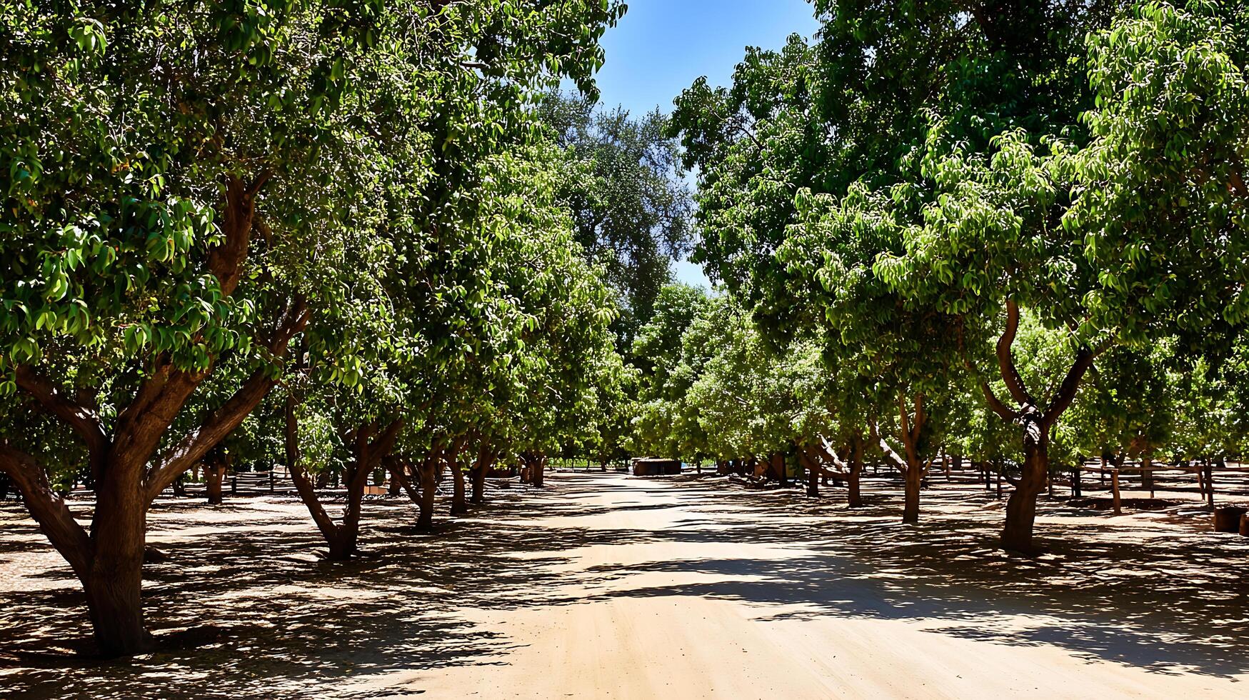Sun Dappled Path Through a Lush Green Orchard on a Bright Day. photo