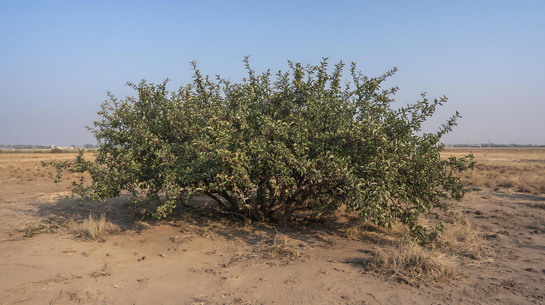 Lone Fruit Bearing Tree Standing Tall in a Dry Field. photo