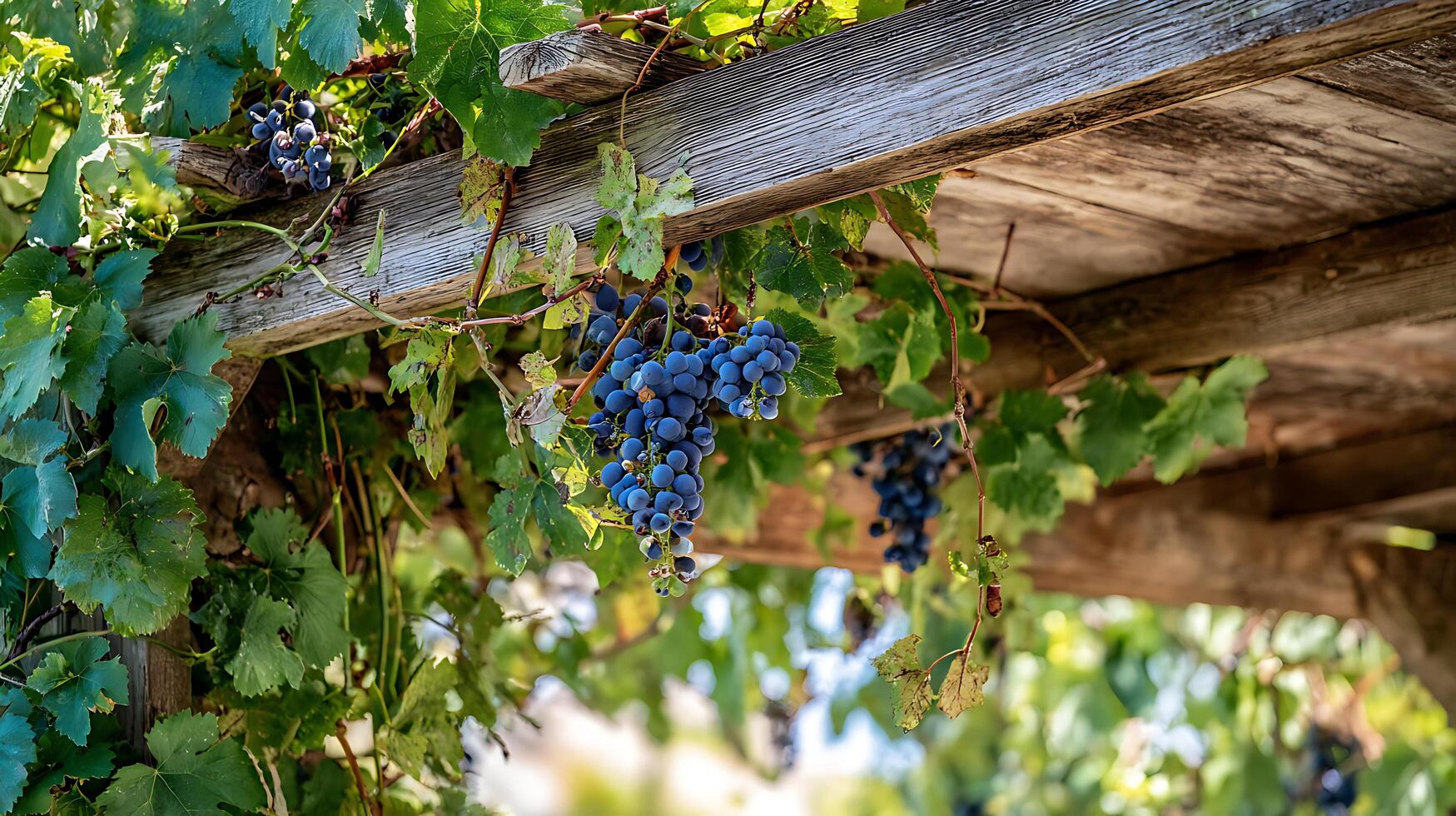 Ripe Blue Grapes Hanging from a Rustic Wooden Pergola in Sunlight. photo