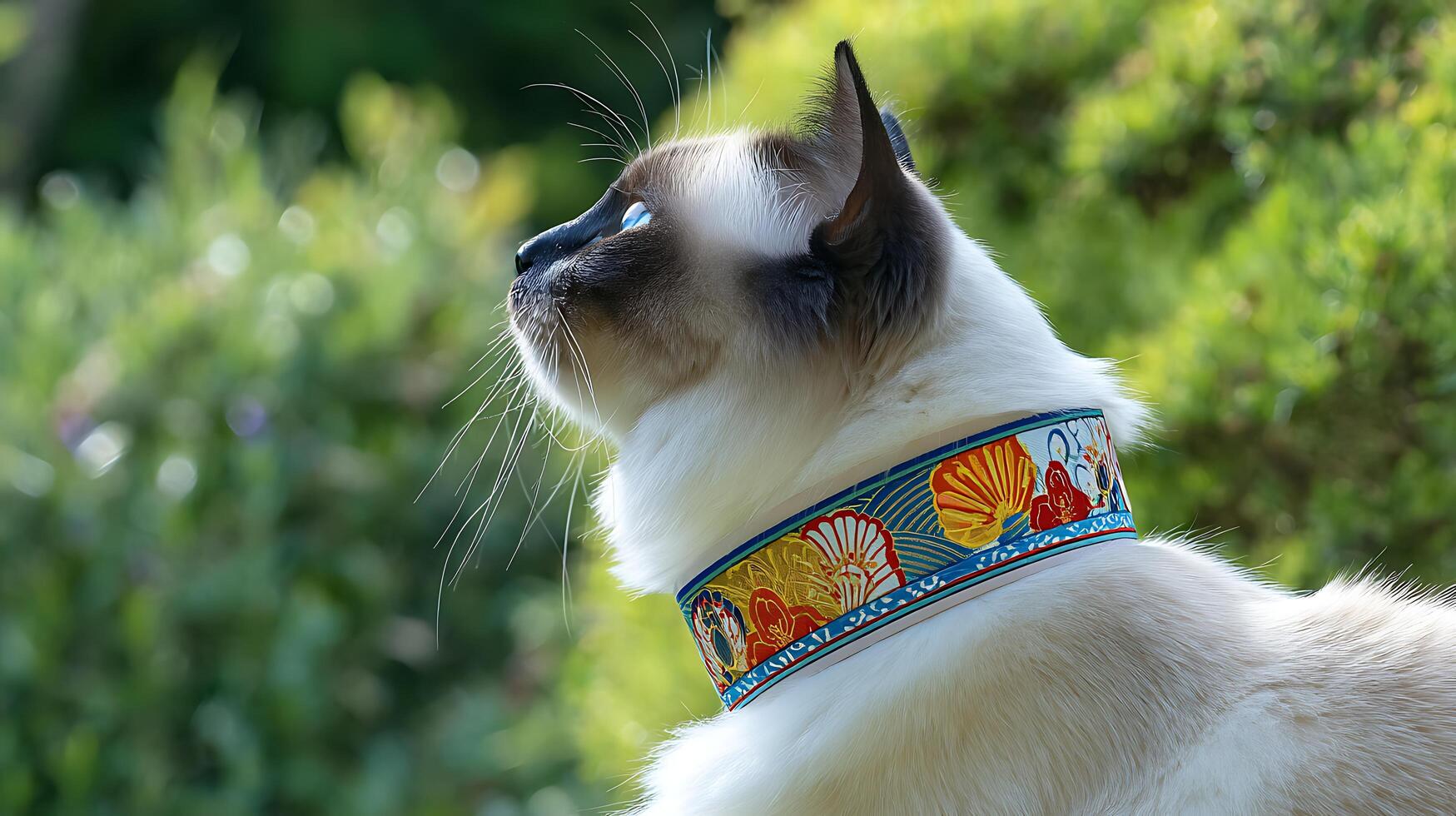 Elegant Cat with Bright Blue Eyes Gazing Upwards in Nature. photo