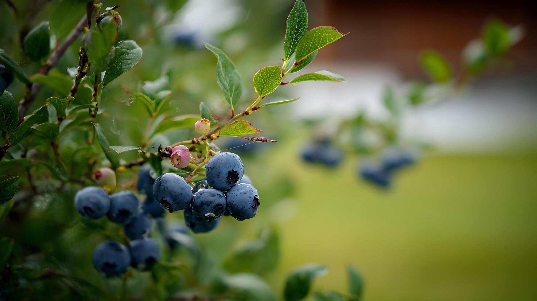 Ripe Blueberries Hanging on a Leafy Branch After Rain. photo