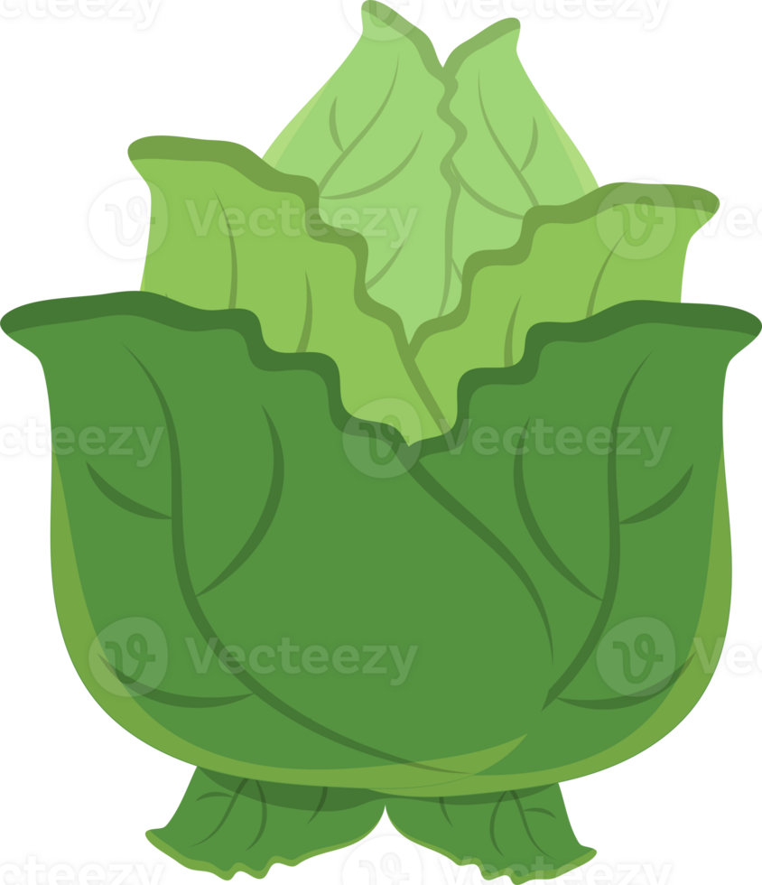 lettuce cute illustration png