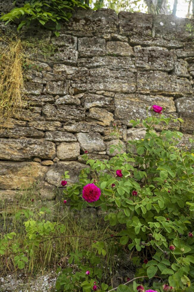 Red roses on the stone wall photo