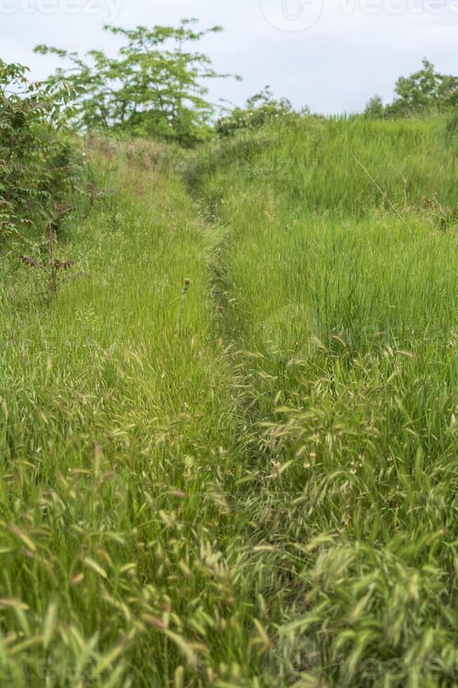 A field path among tall, thick, green grass. photo