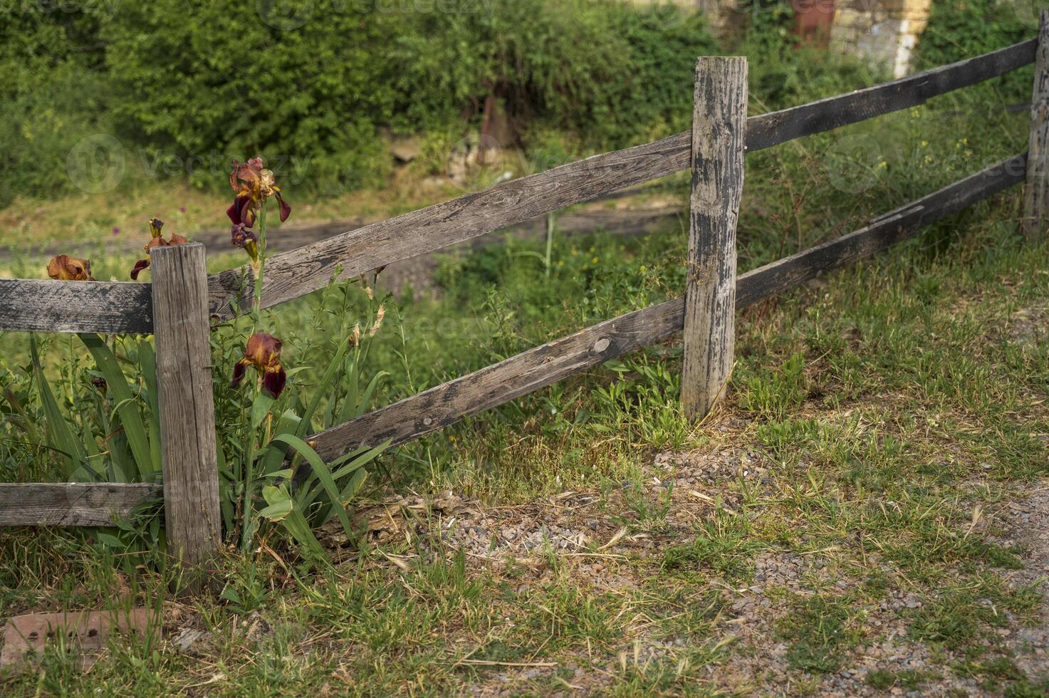 Irises, rich orange color against the background of a rural wooden fence with grass and trees. photo