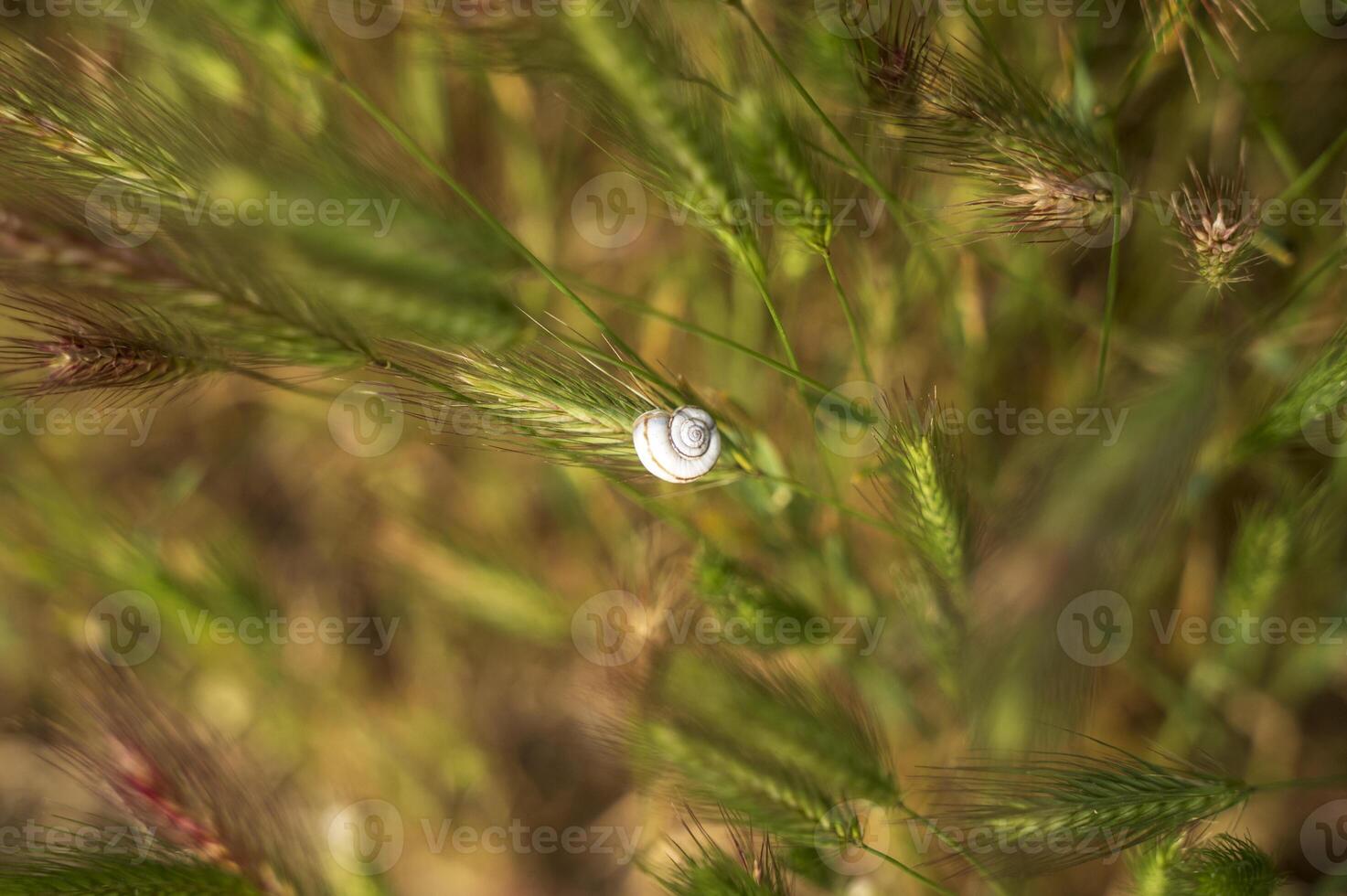 Tiny spiral snail on wild plant stands still in green meadow with blurred yellow flowers background photo