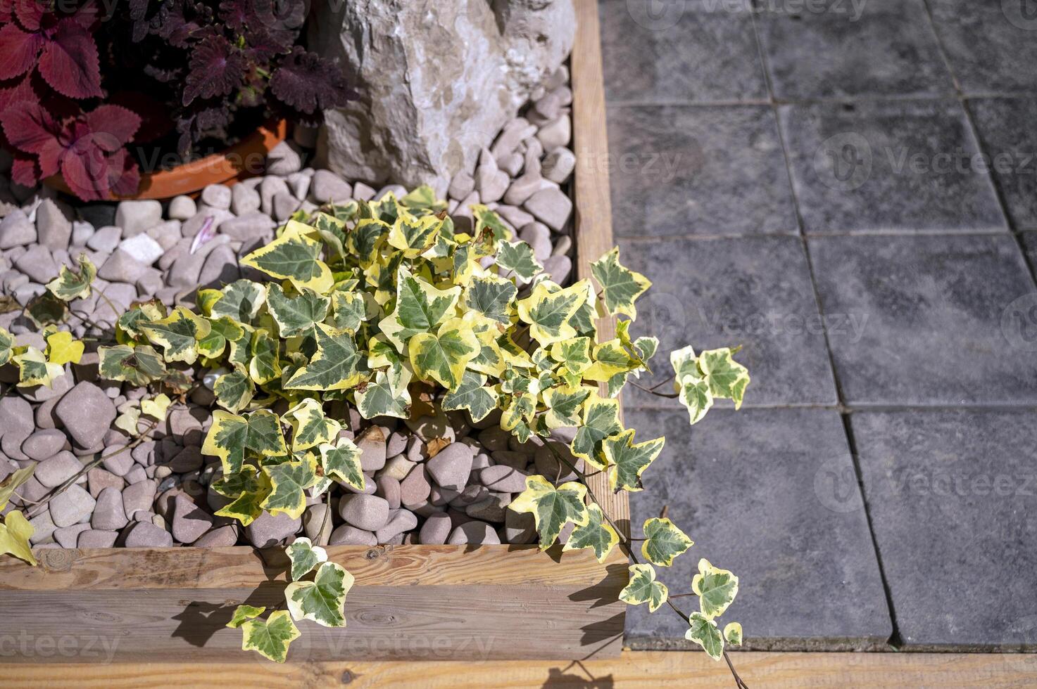 Background of plants, plants on the background of pebbles in a wooden container. photo