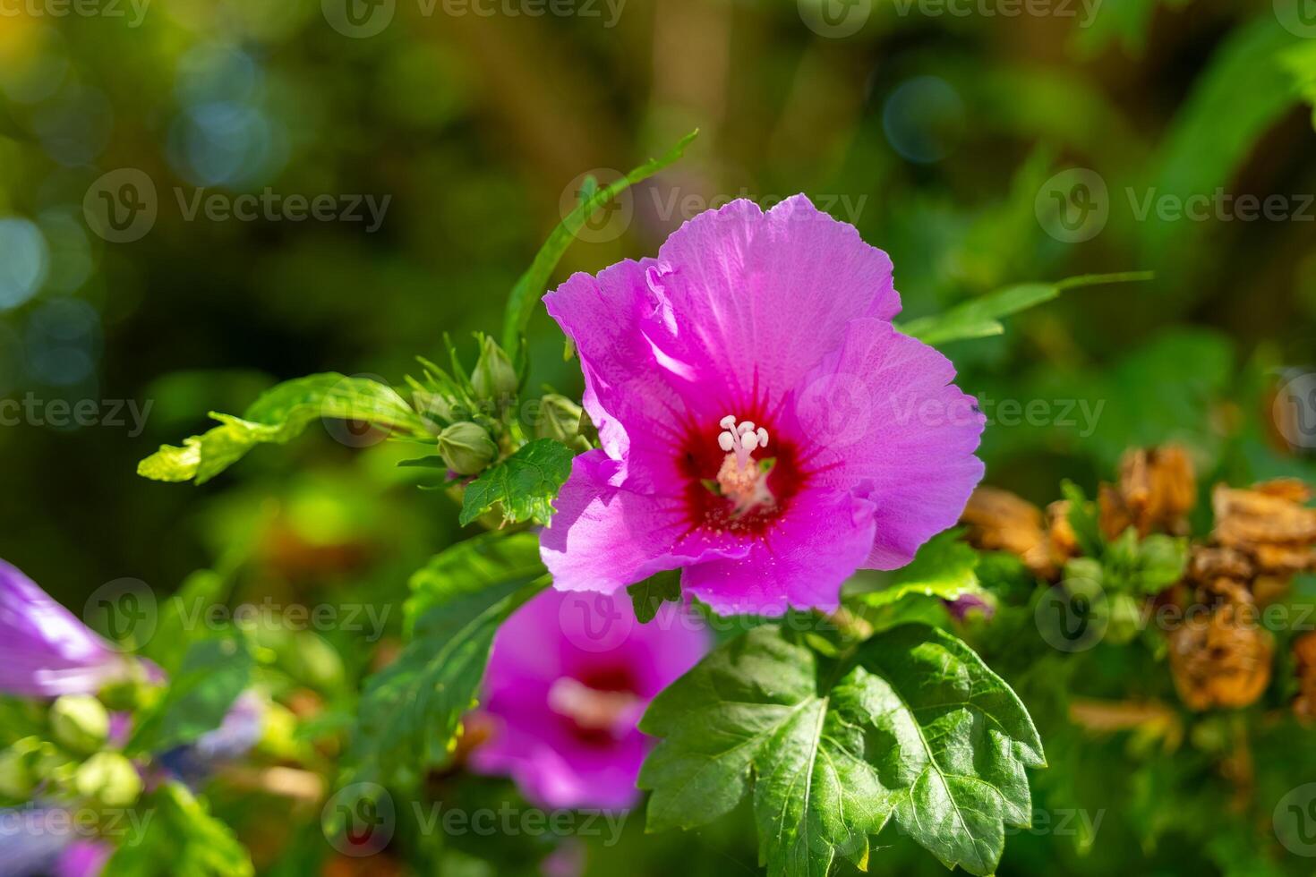 Vibrant pink hibiscus blossoms sway gently in the warm afternoon sunlight amidst lush green foliage photo