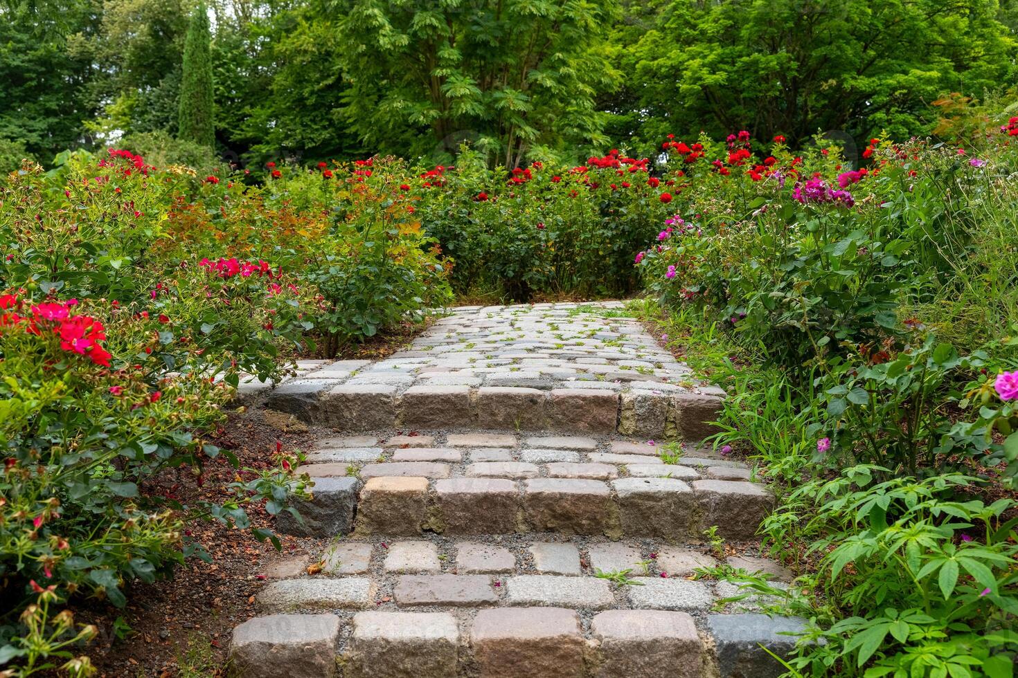 Exploring a tranquil garden path lined with vibrant roses during a serene spring afternoon photo