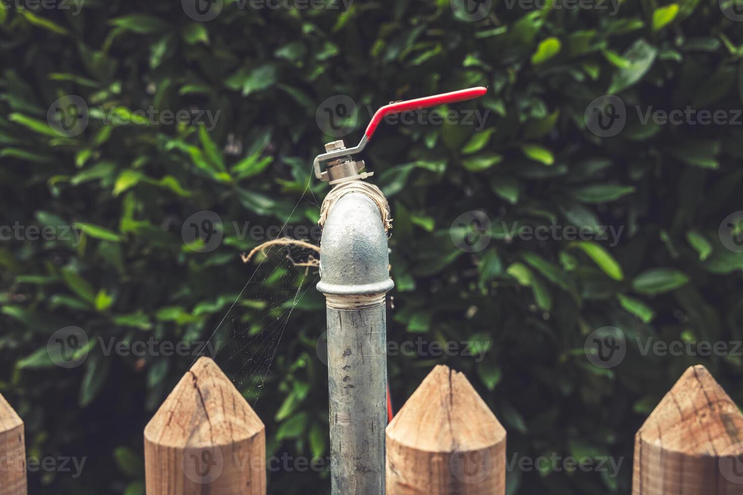 Vintage water pipe with a bright red valve stands against a lush green hedge in a tranquil backyard setting photo