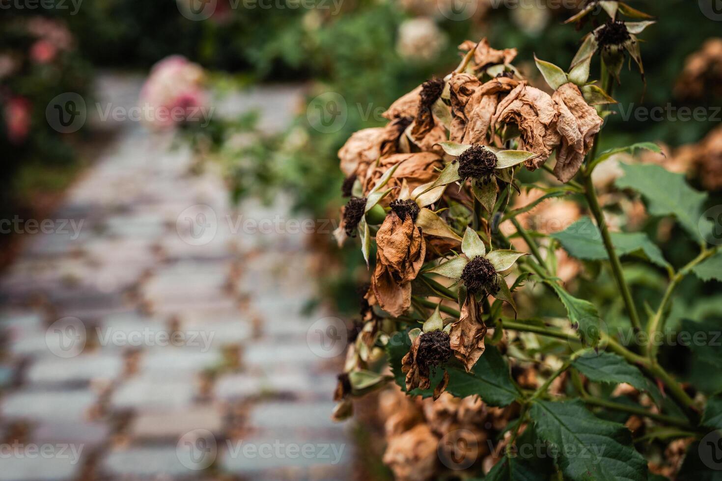 Dried flowers line a cobblestone path in a serene garden capturing the essence of natures cycle in late autumn afternoon light photo