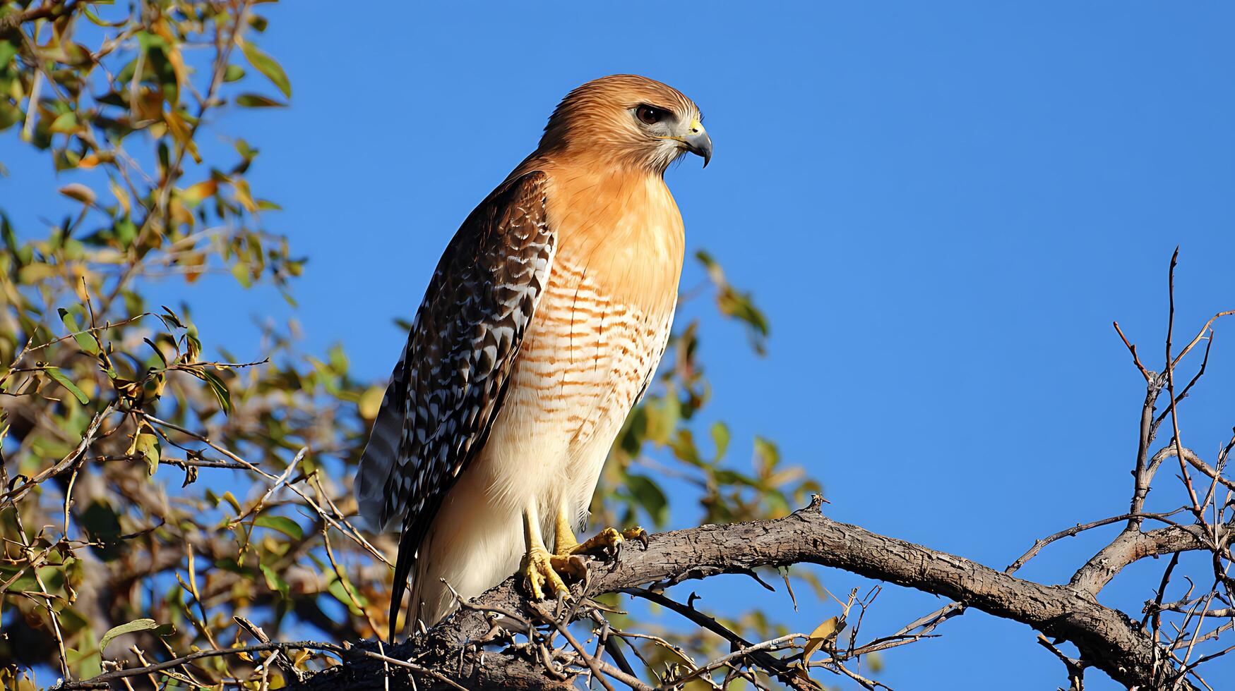 A red-tailed hawk perched on a tree branch photo