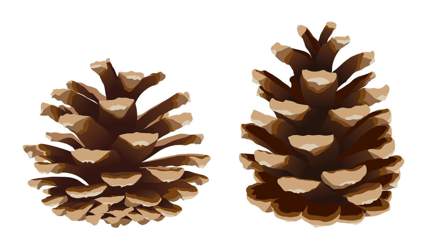 Pine cone set, realistic illustration isolated vector