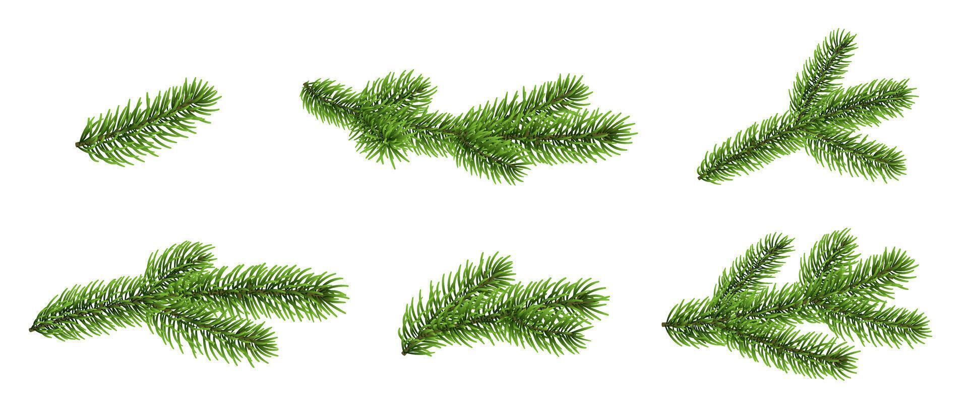 Fir branch set, Christmas tree branches, pine, spruce twig vector