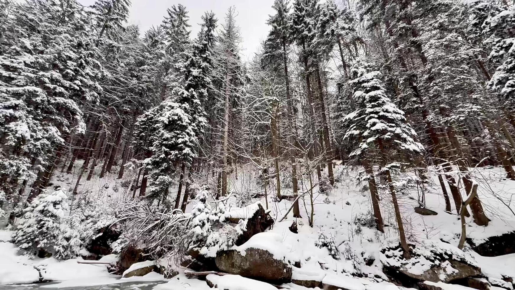 Frozen mountain river with waterfall and winter snowy forest photo