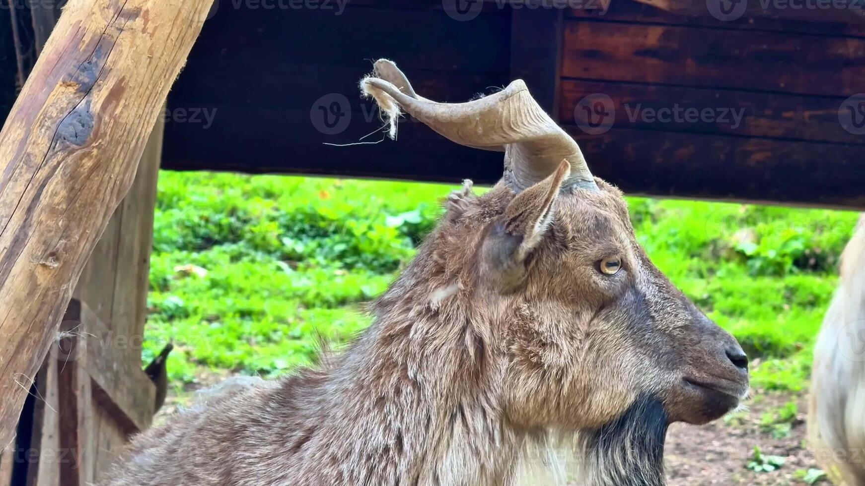 A breathtaking image of a mountain goat with impressive horns, showcasing its beauty in serene, untamed nature photo