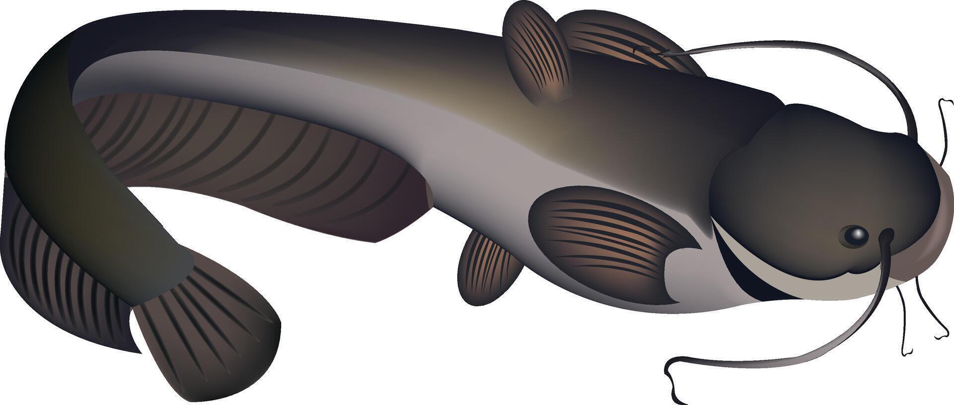A catfish with a long tail and a long body vector