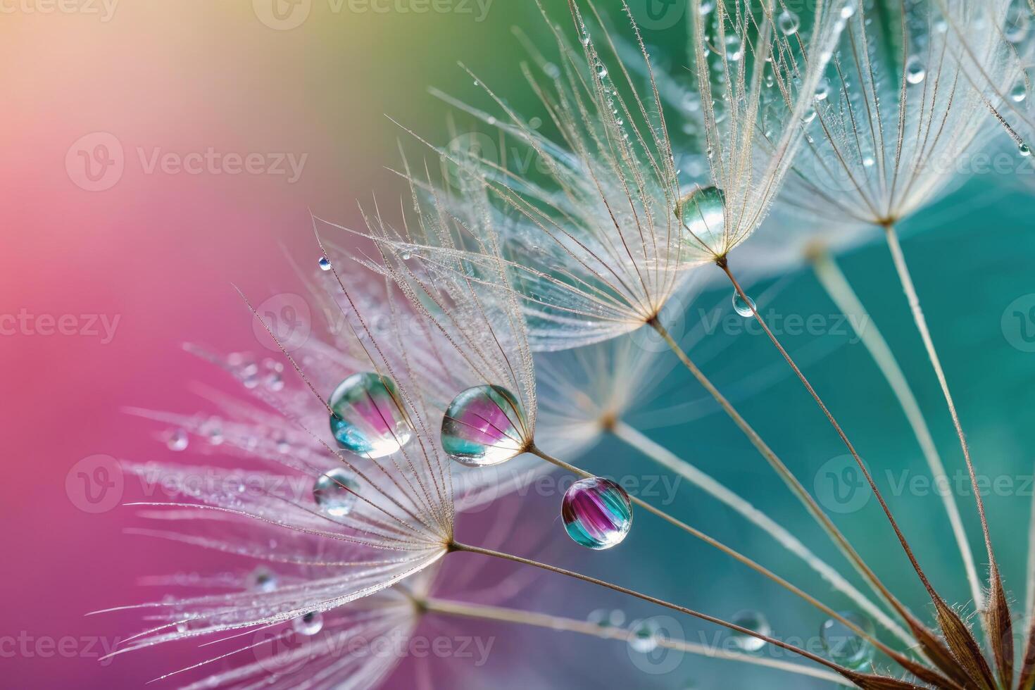 A stunning close up of dandelion seeds glistening with water droplets. photo