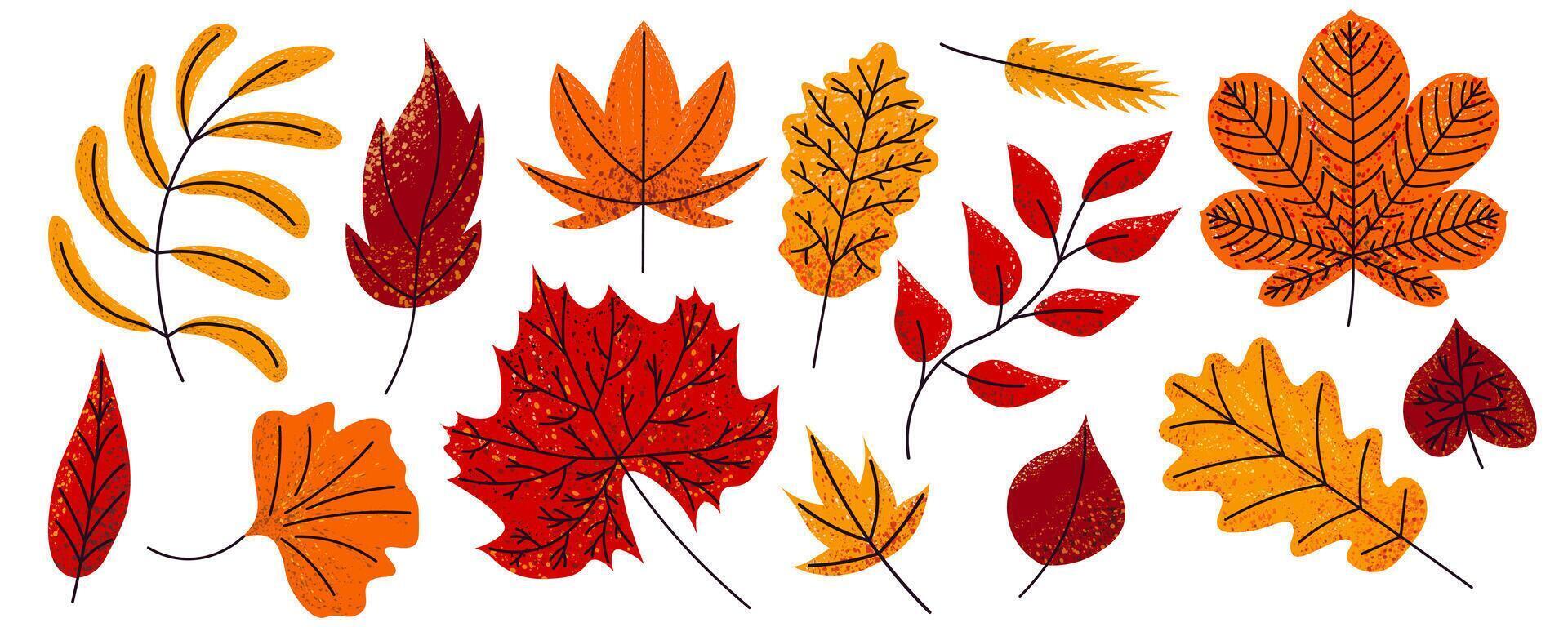 A set of autumn leaves. Bright stylized autumn leaves of maple, chestnut, oak, linden, ash trees vector