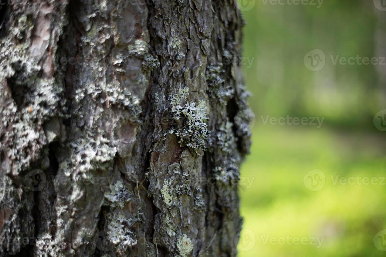 Close up of tree bark texture with lichen in forest nature photography photo