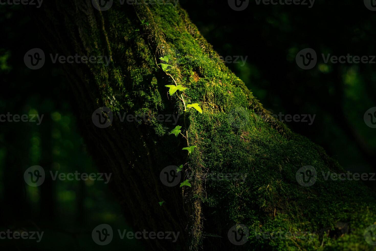 Mossy tree trunk with ivy climbing in a dark green forest environment photo
