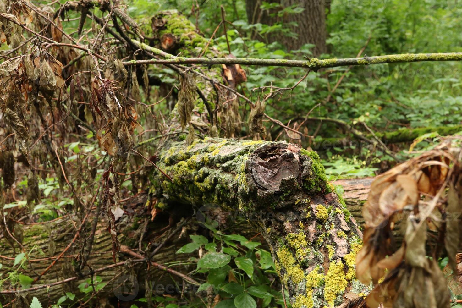 Broken moss covered tree in the summer woods photo