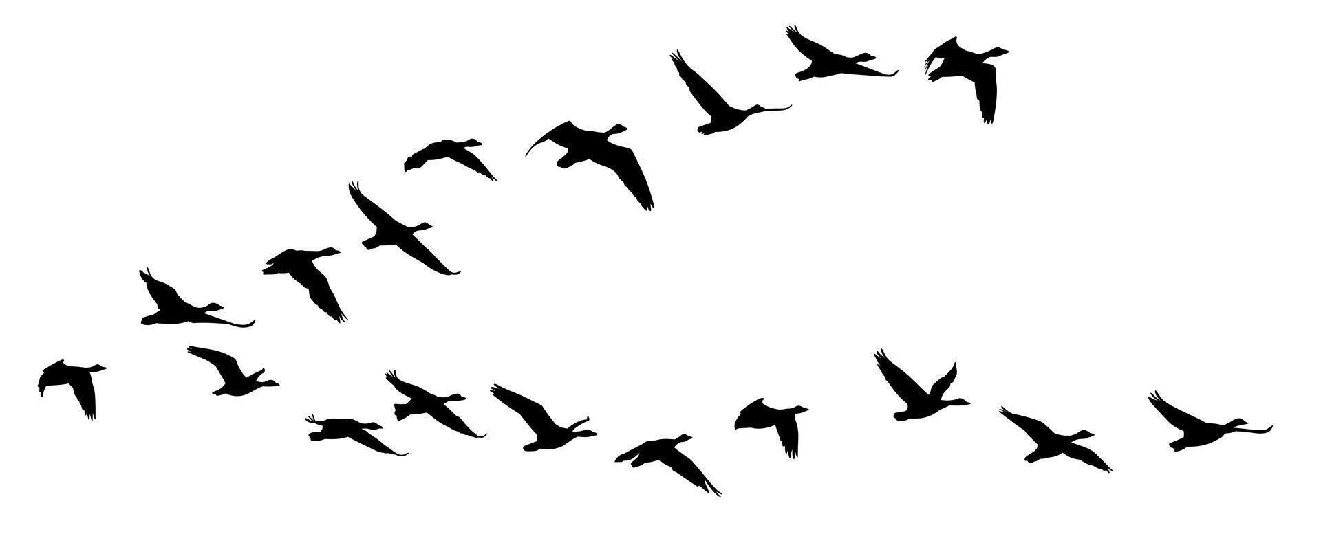 Flight of birds. vector