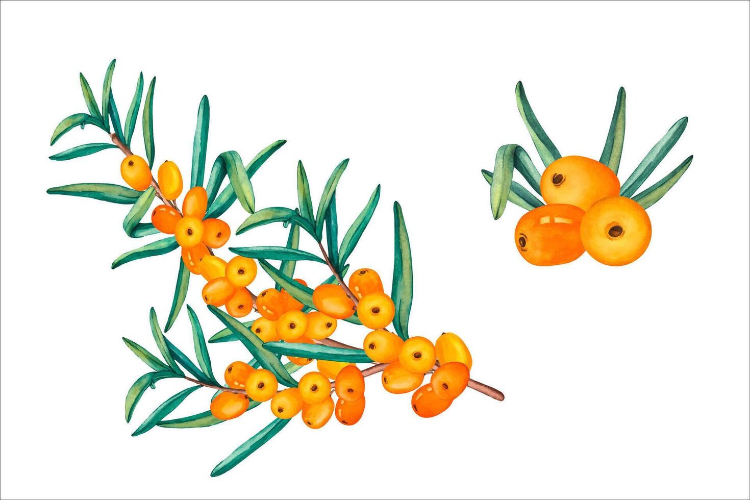 Sea buckthorn berries on a branch. watercolor set of sea buckthorn branch and berries. Orange juicy sea buckthorn berries on transparent background. Healthy autumn berries. vector