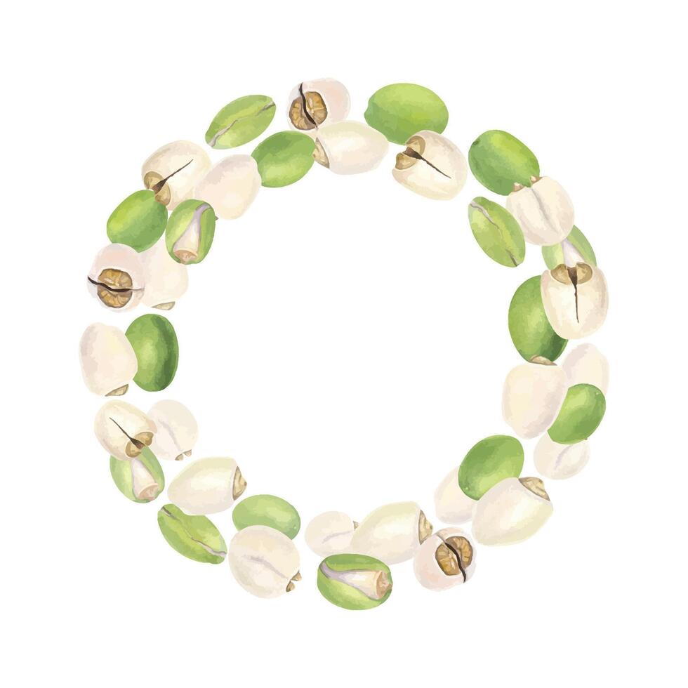 Protein rich peeled and unpeeled lotus seeds watercolor wreath isolated background. Water lily nuts or makhana illustration with empty space for text. Food packaging, vegan product labels. vector