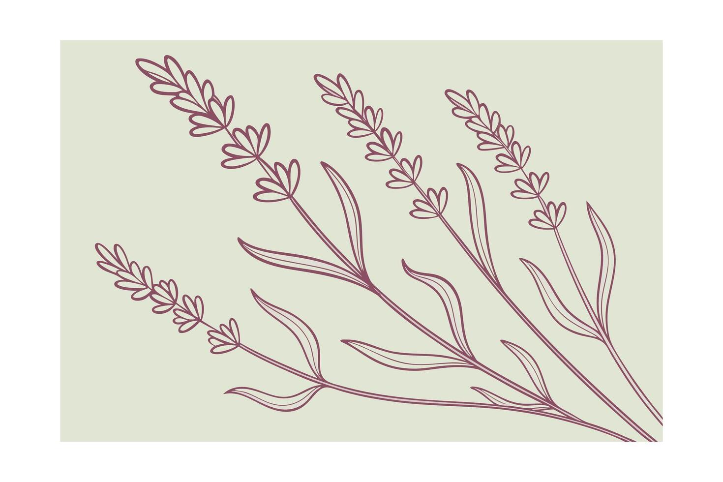 Monoline lavender sprigs in dusty pink on soft green floral botanical vector