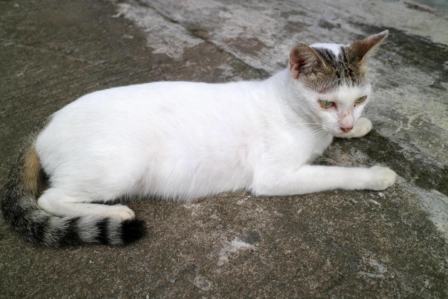 Relaxed White Cat Lying on Concrete Surface photo