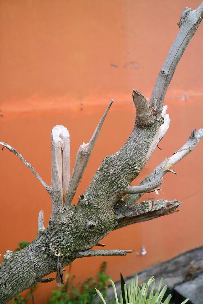 Weathered Tree Branch Against Orange Wall photo