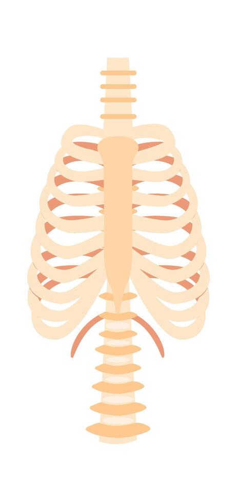Chest bones flat icon Human anatomy vector
