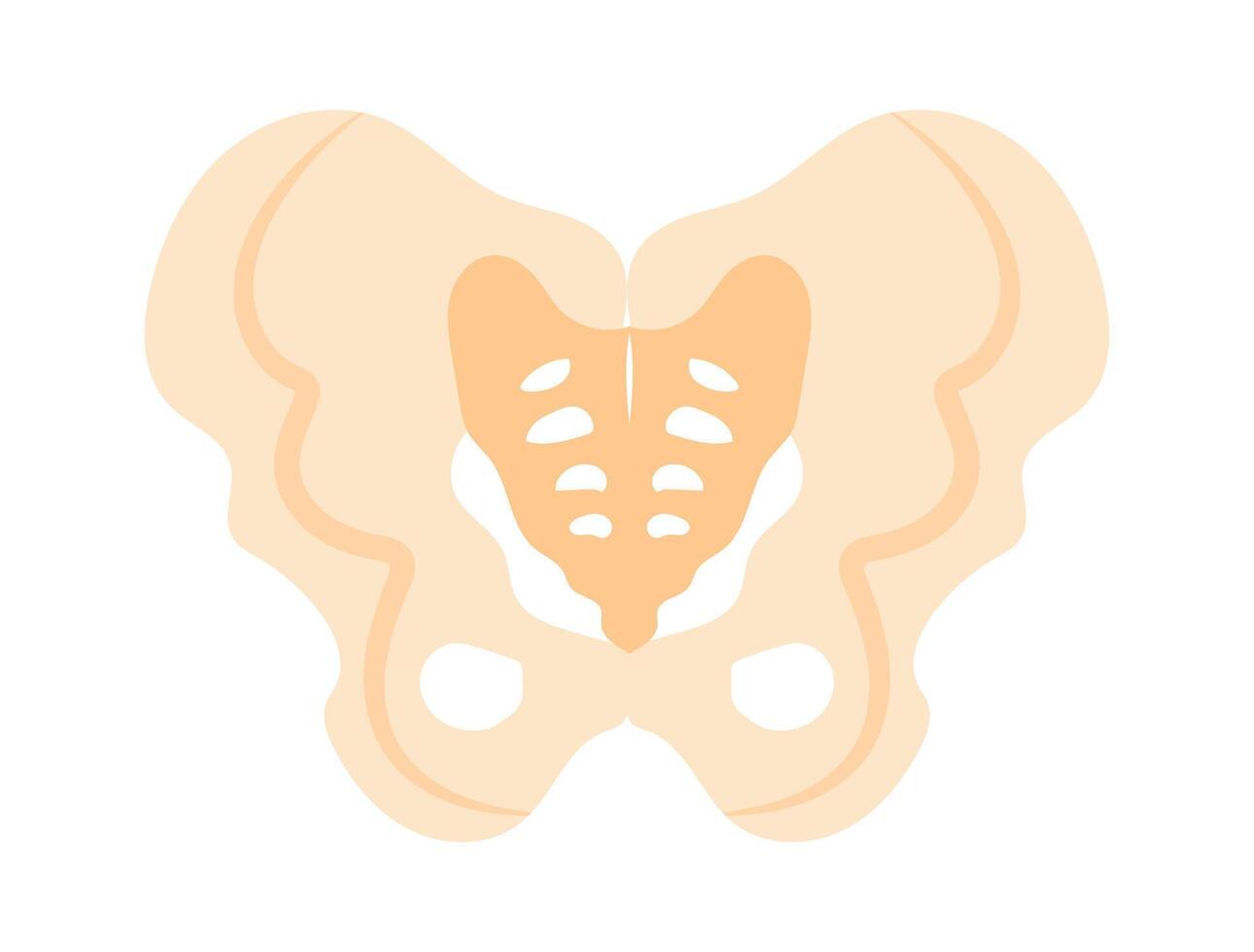 Pelvis bones flat icon Human anatomy vector