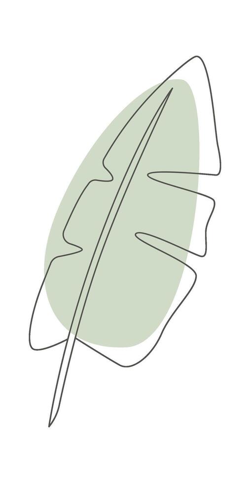 Monstera leaf of tropical plant in line art with blot vector